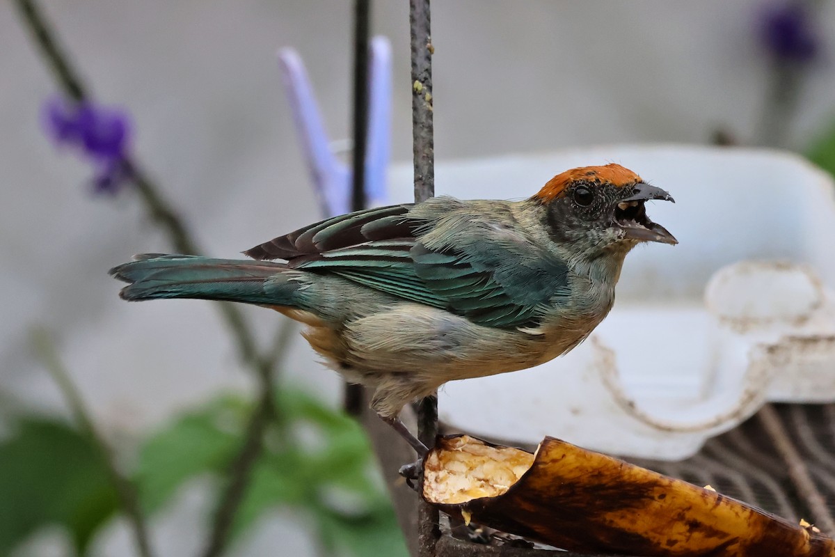 Scrub Tanager - ML647068011