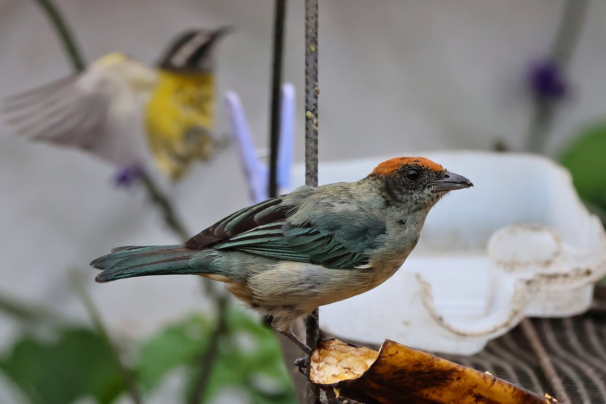 Scrub Tanager - ML647068013