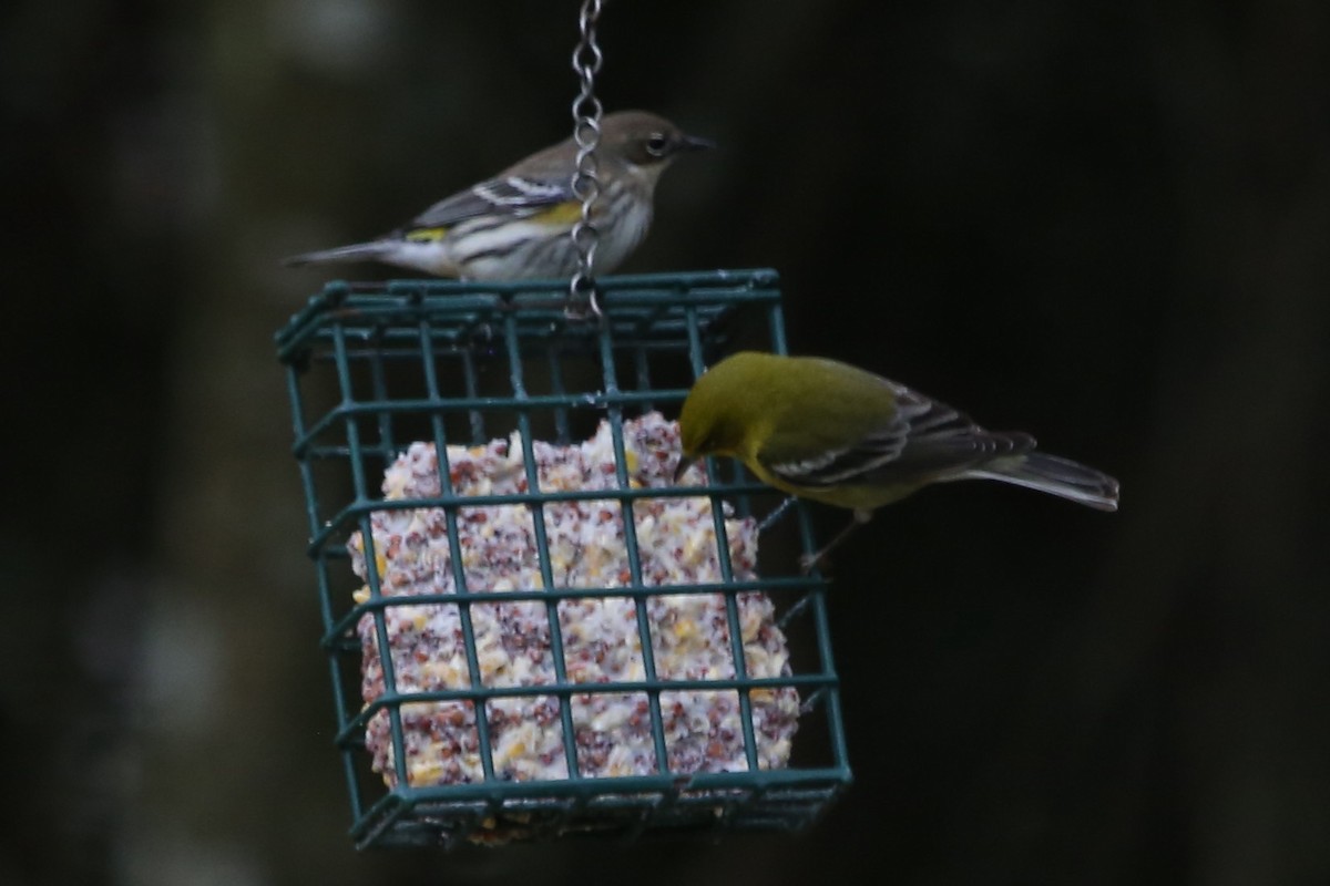 Yellow-rumped Warbler (Myrtle) - ML647068018