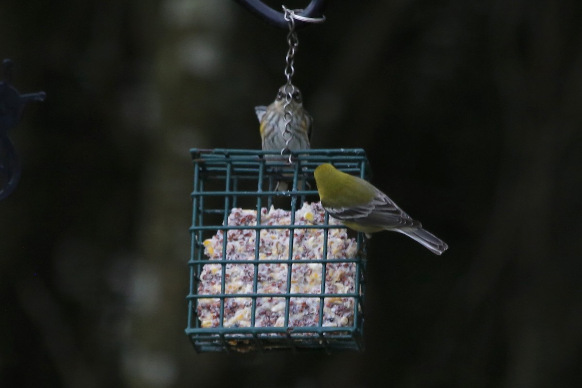 Yellow-rumped Warbler (Myrtle) - ML647068019