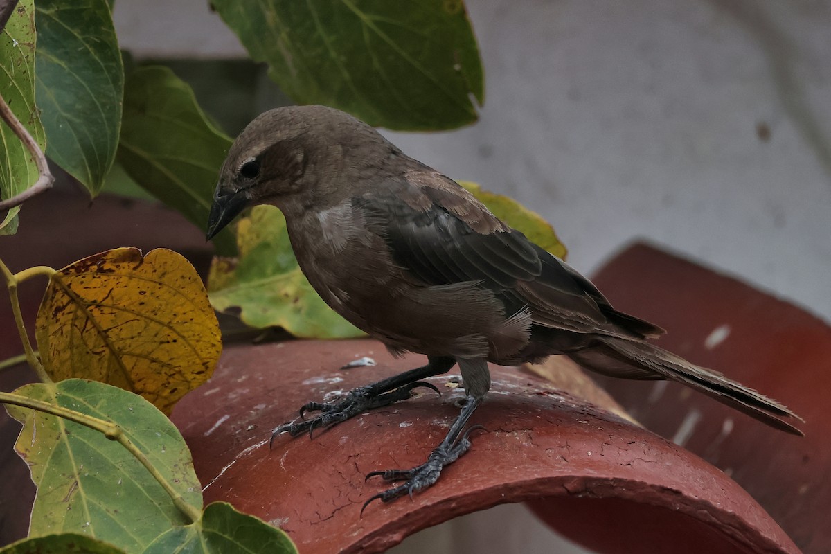 Shiny Cowbird - ML647068021