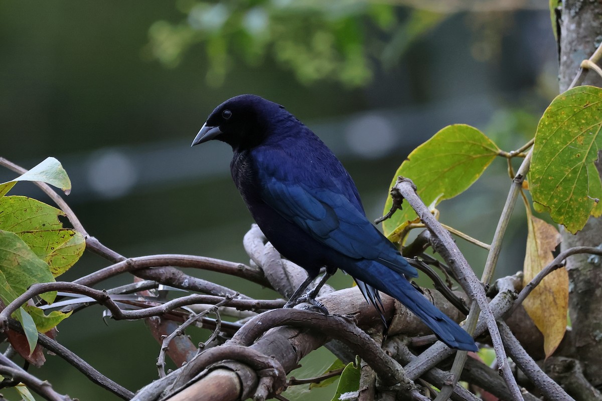 Shiny Cowbird - ML647068022