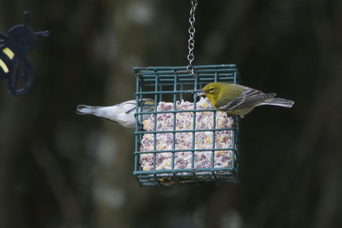 Pine Warbler - ML647068026