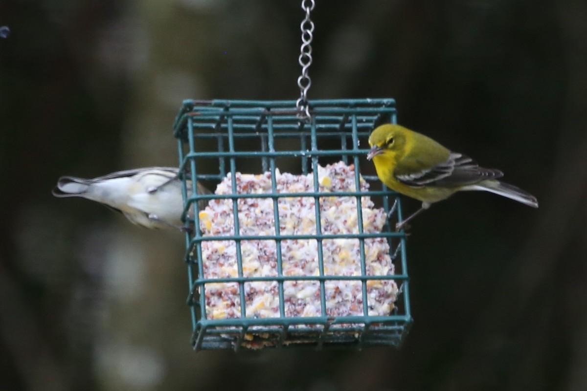 Pine Warbler - ML647068027