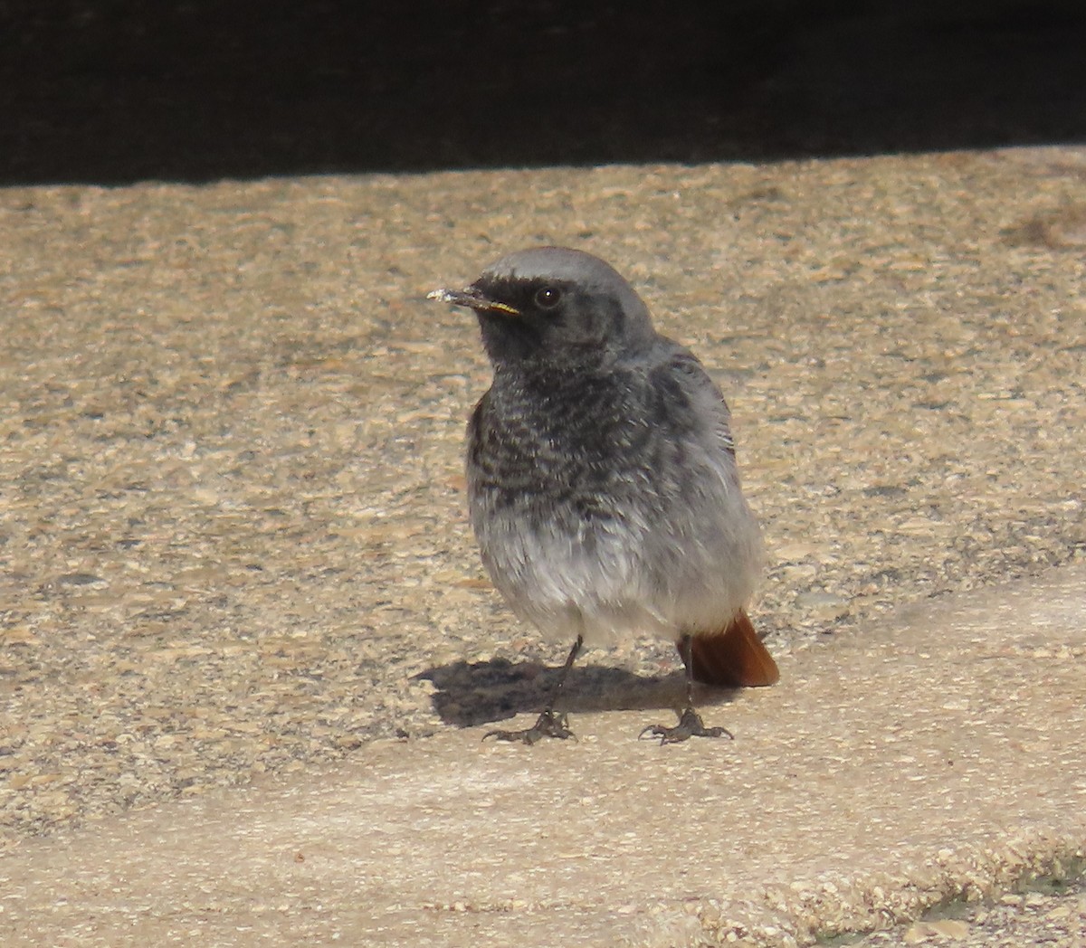 Black Redstart - ML647068032