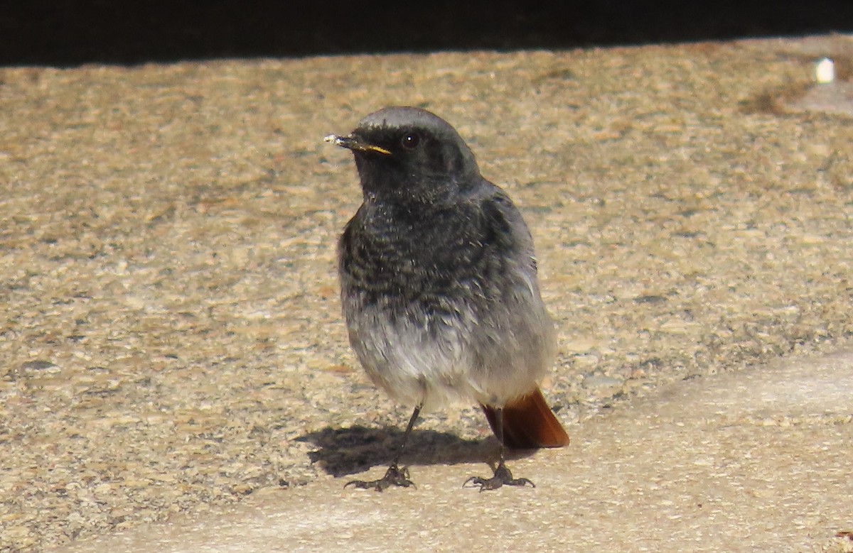 Black Redstart - ML647068034