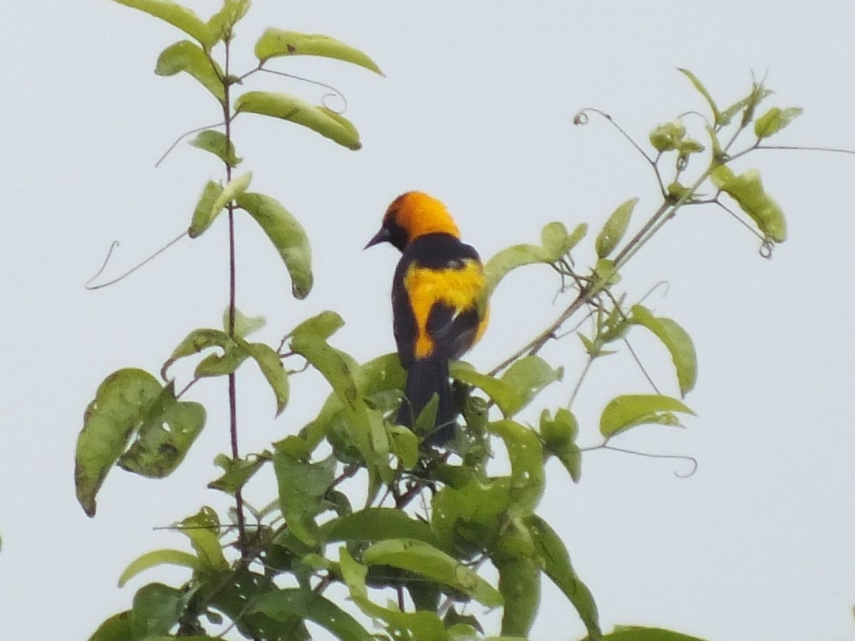 White-edged Oriole - ML647068035