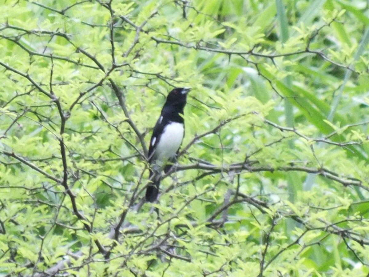 Black-and-white Tanager - ML647068041