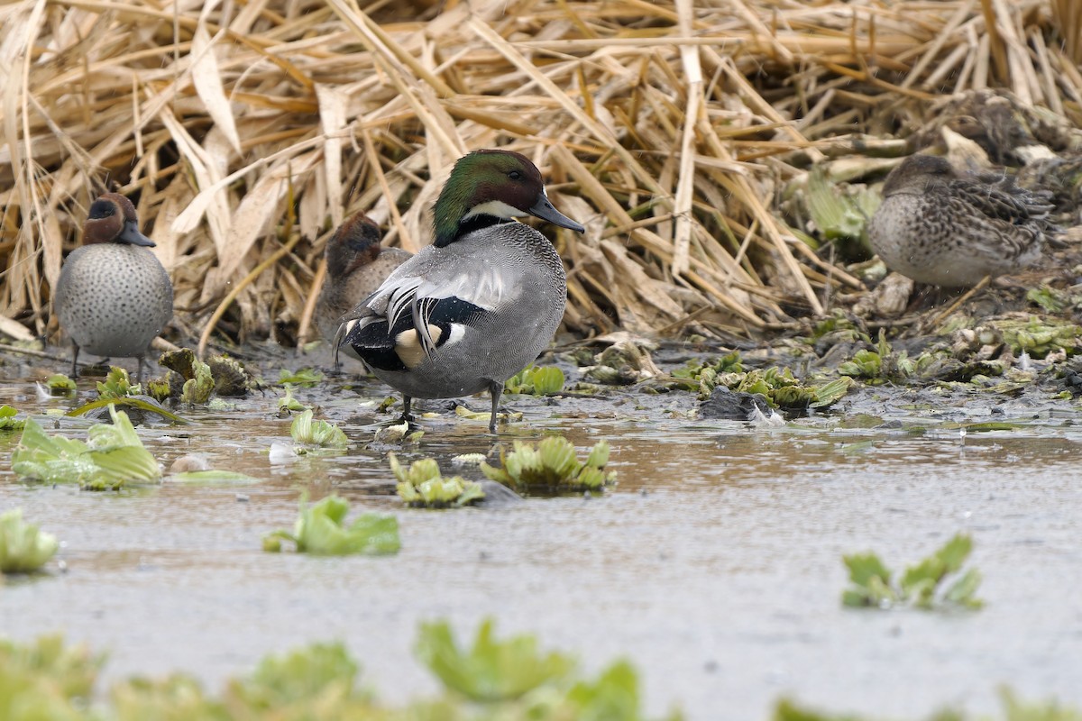 ヨシガモ - ML647068045