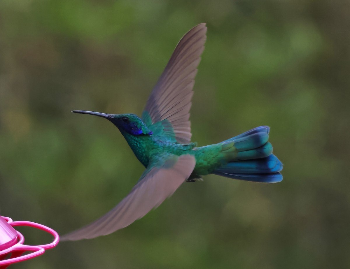 fiolørekolibri - ML647068049