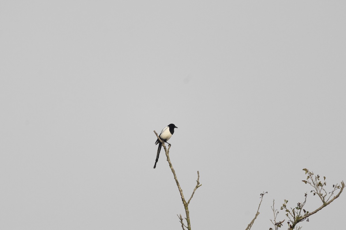 Eurasian Magpie - ML647068050