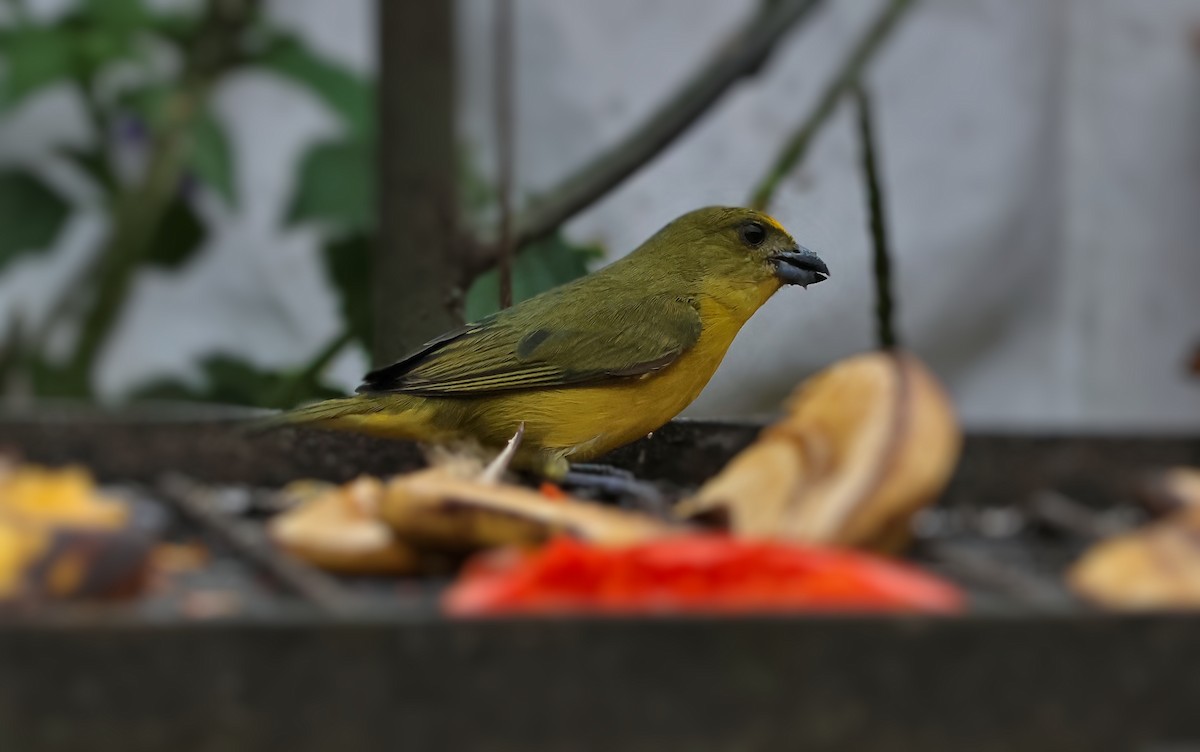 Velvet-fronted Euphonia - ML647068059