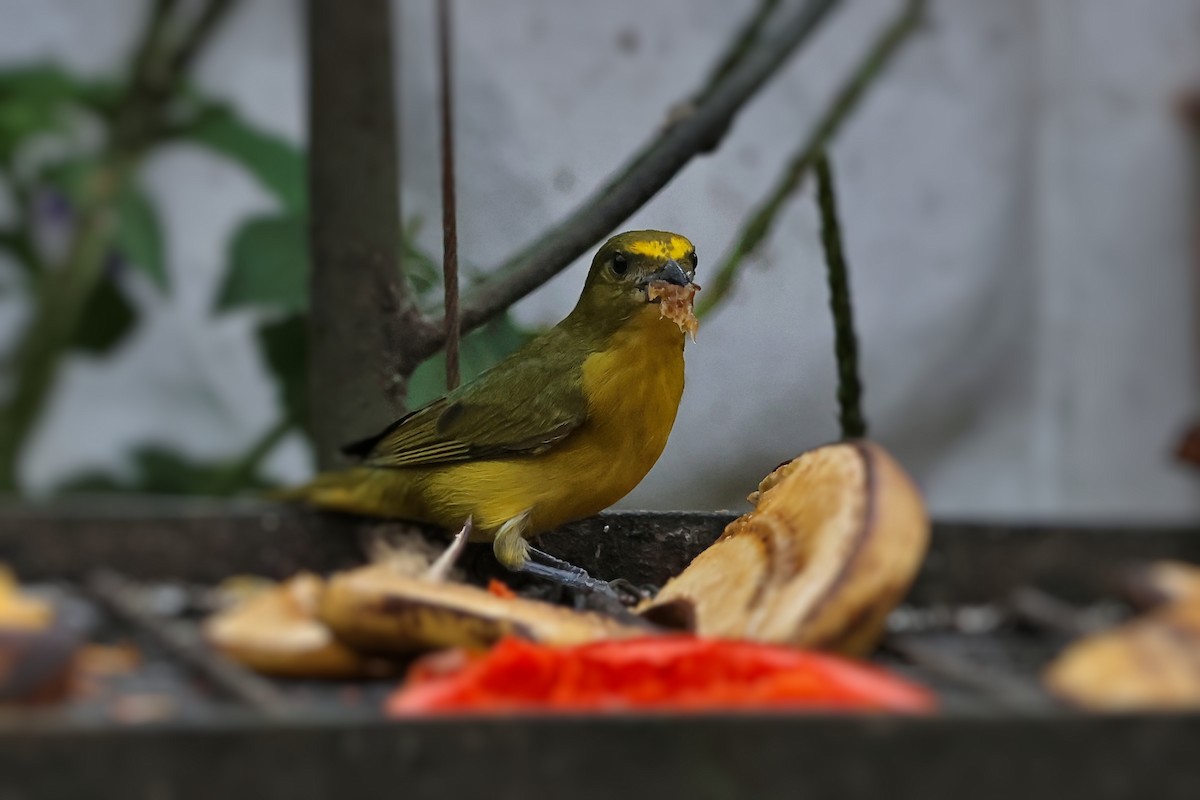 Velvet-fronted Euphonia - ML647068060