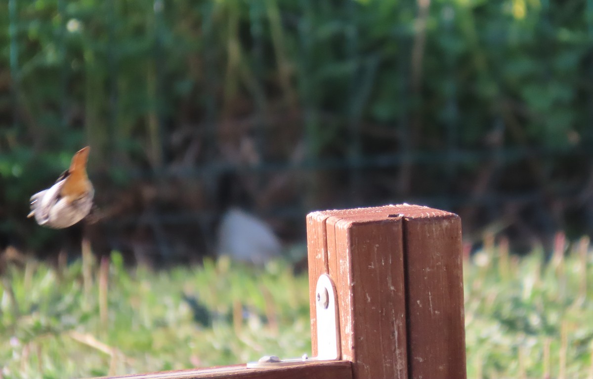 Black Redstart - ML647068066