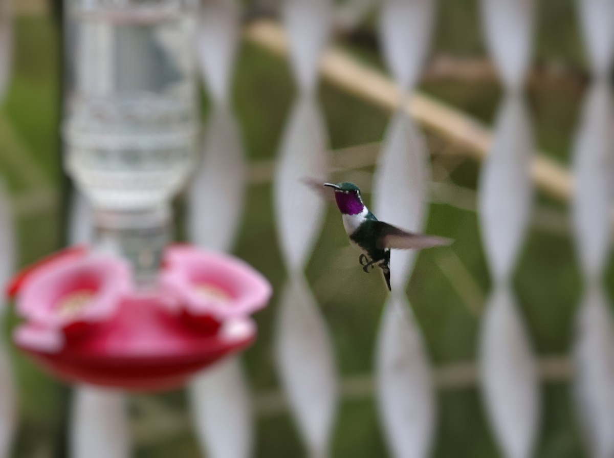 White-bellied Woodstar - ML647068071