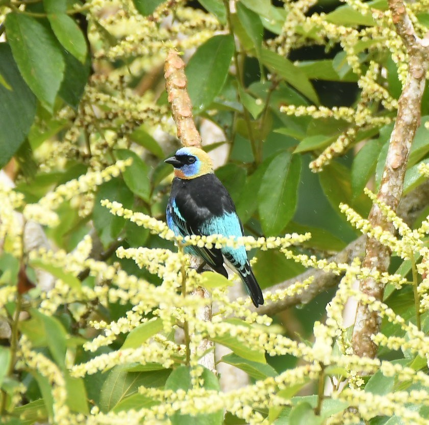 Золотистоголовая танагра - ML647068074