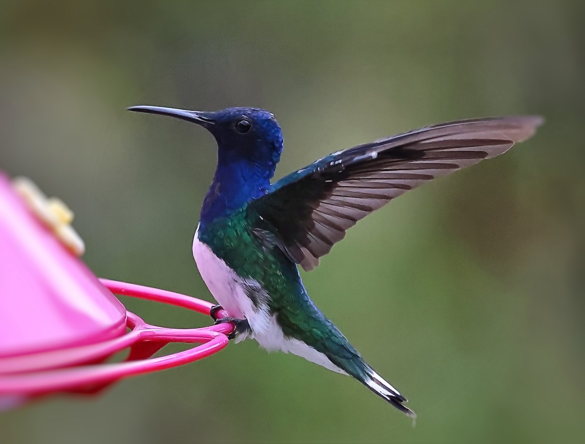 White-necked Jacobin - ML647068075