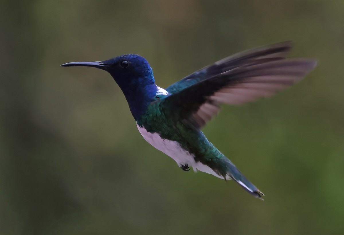 White-necked Jacobin - ML647068076
