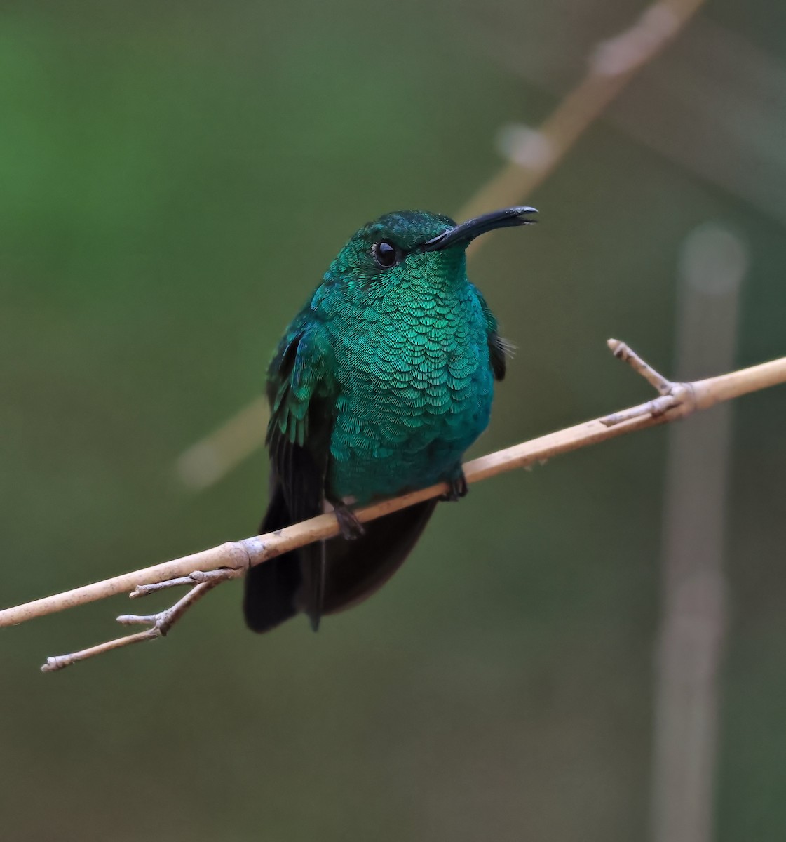 White-vented Plumeleteer - ML647068078