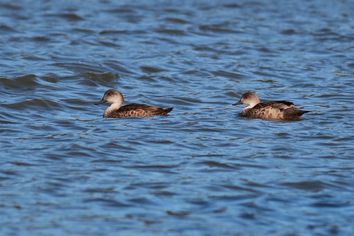 Gray Teal - ML647068080