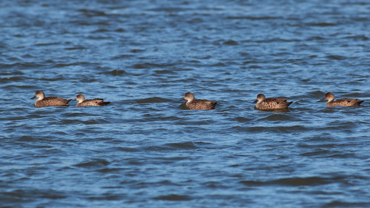 Gray Teal - ML647068081