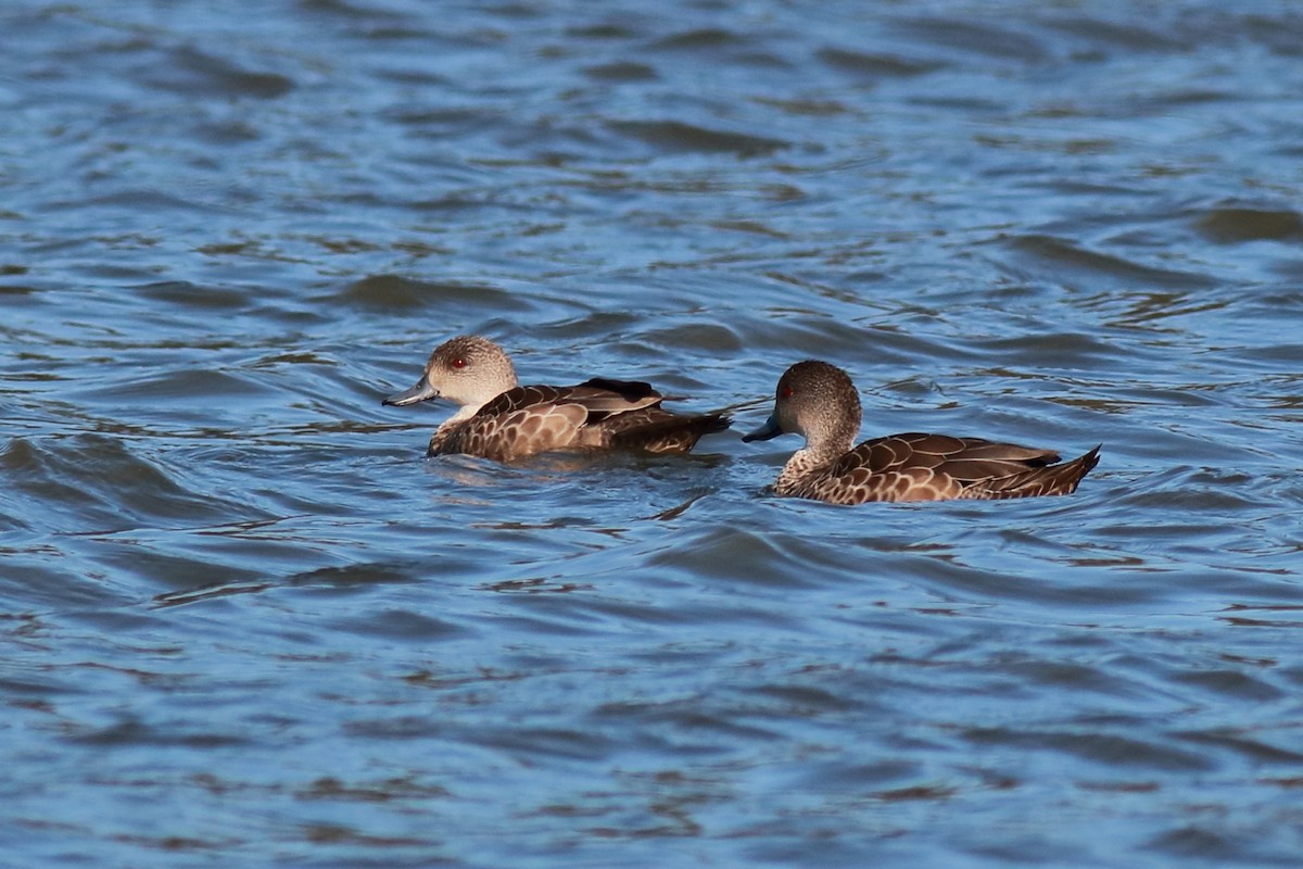 Gray Teal - ML647068082