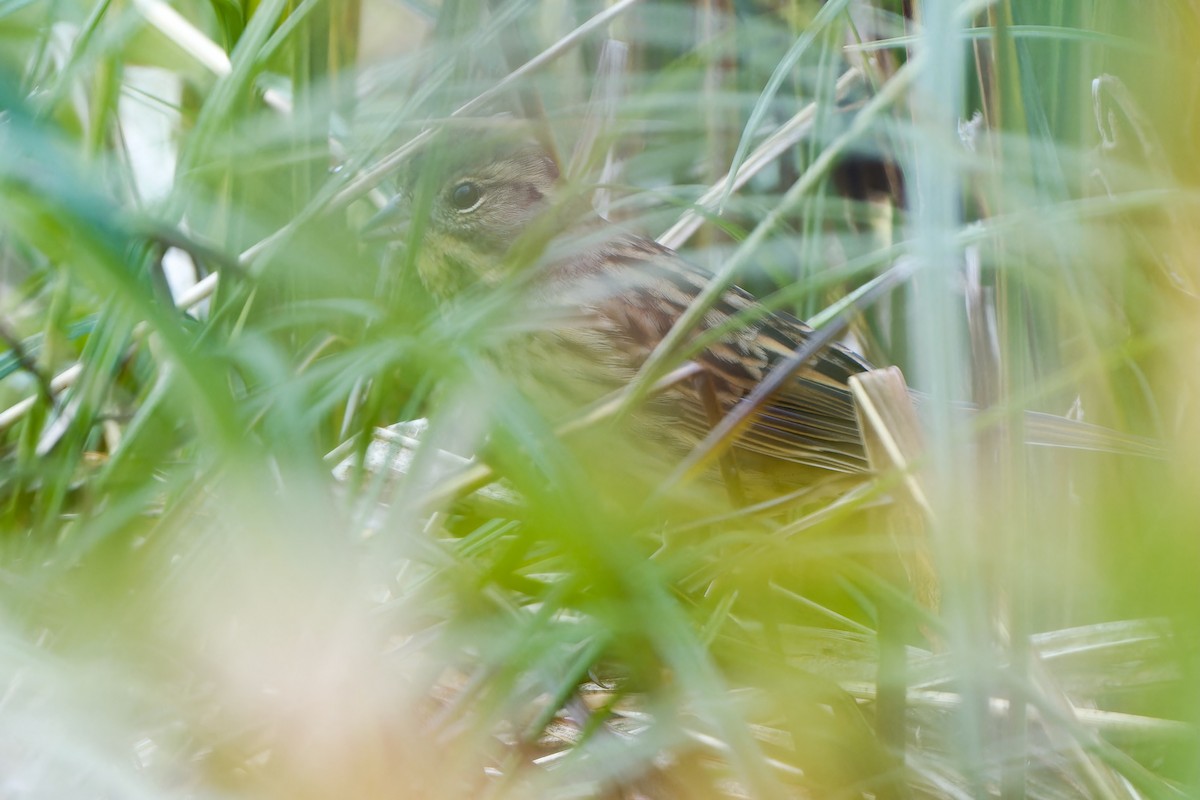 Masked Bunting - ML647068083