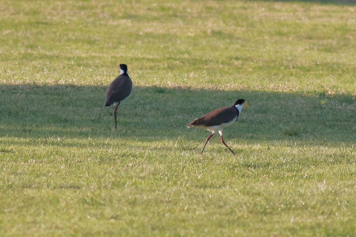 Masked Lapwing (Black-shouldered) - ML647068086
