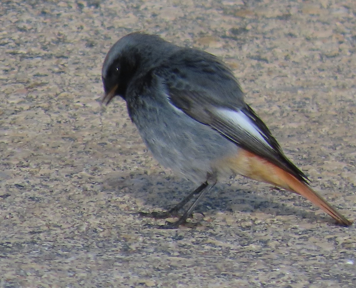 Black Redstart - ML647068088