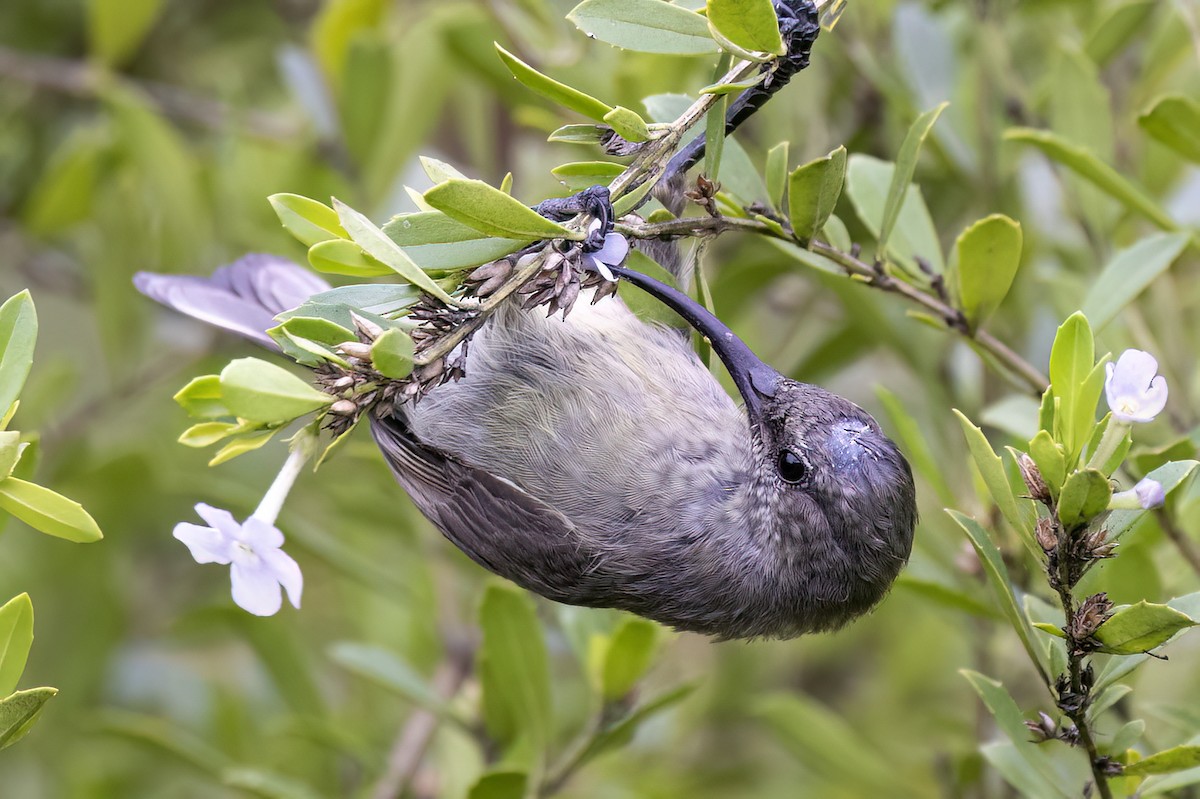 Greater Double-collared Sunbird - ML647068089
