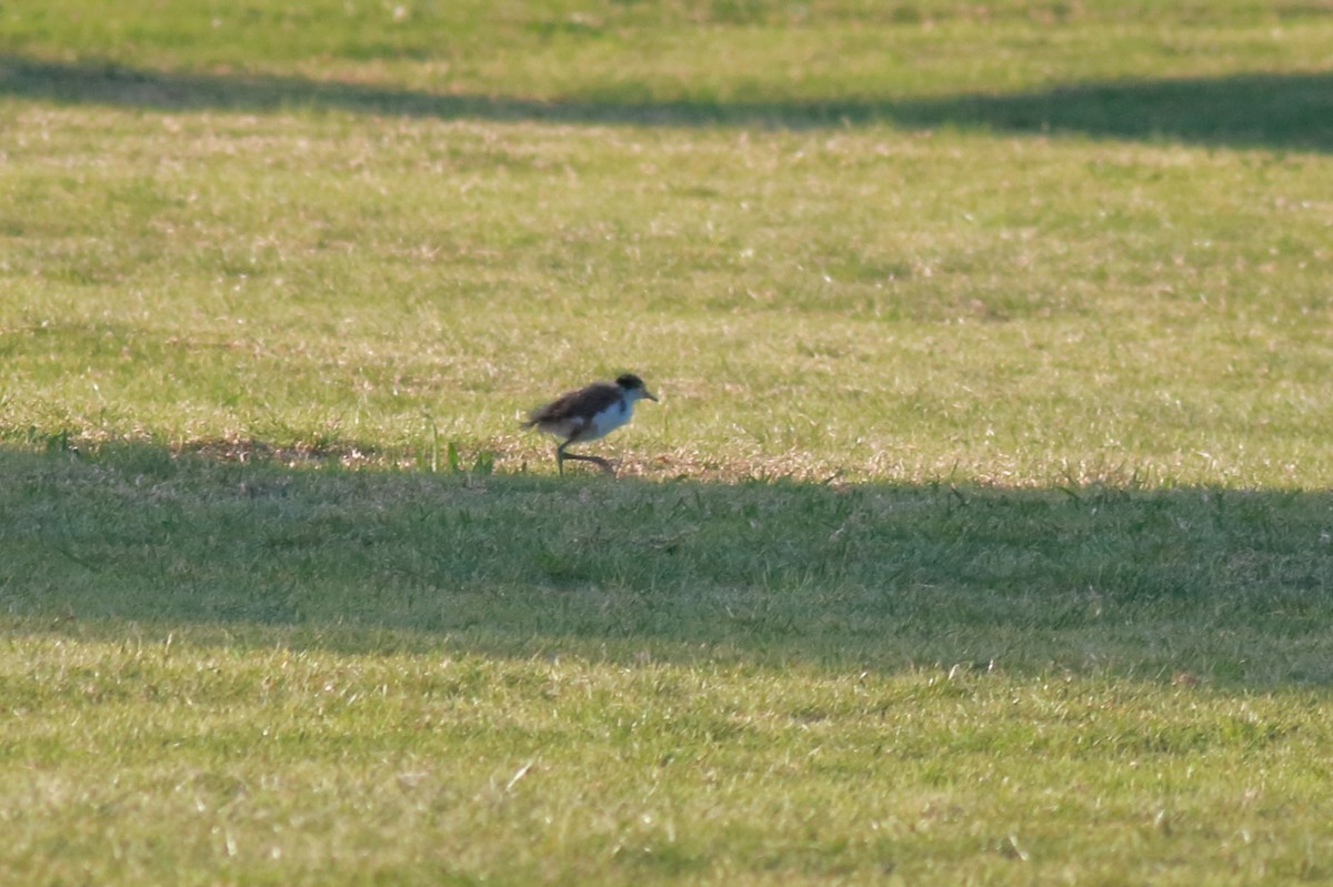 Masked Lapwing (Black-shouldered) - ML647068092