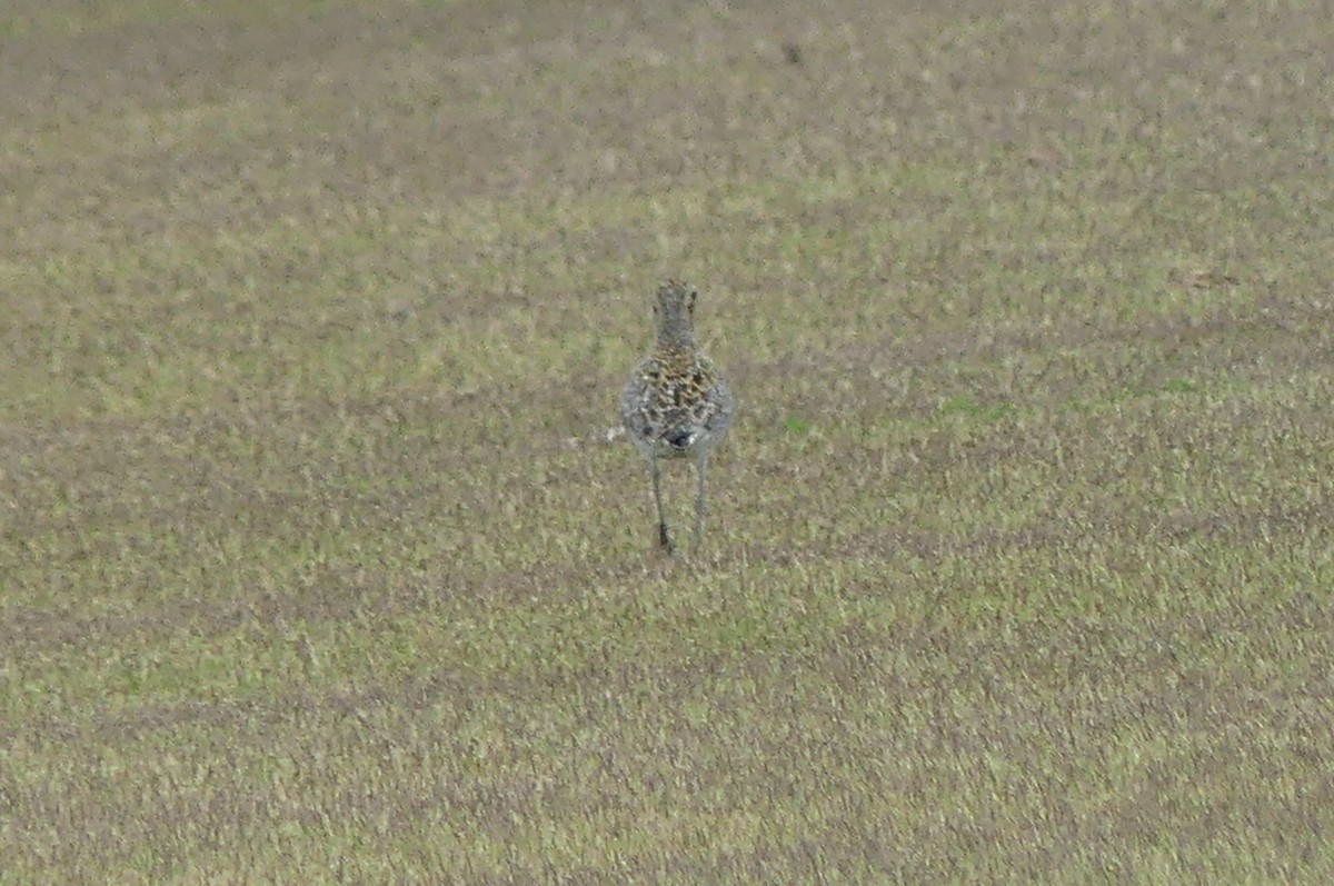 Küçük Altın Yağmurcun - ML647068094