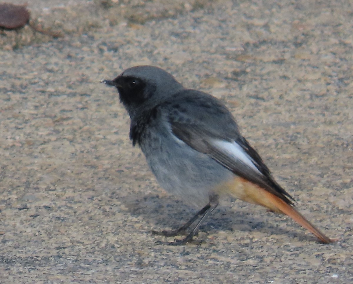 Black Redstart - ML647068095