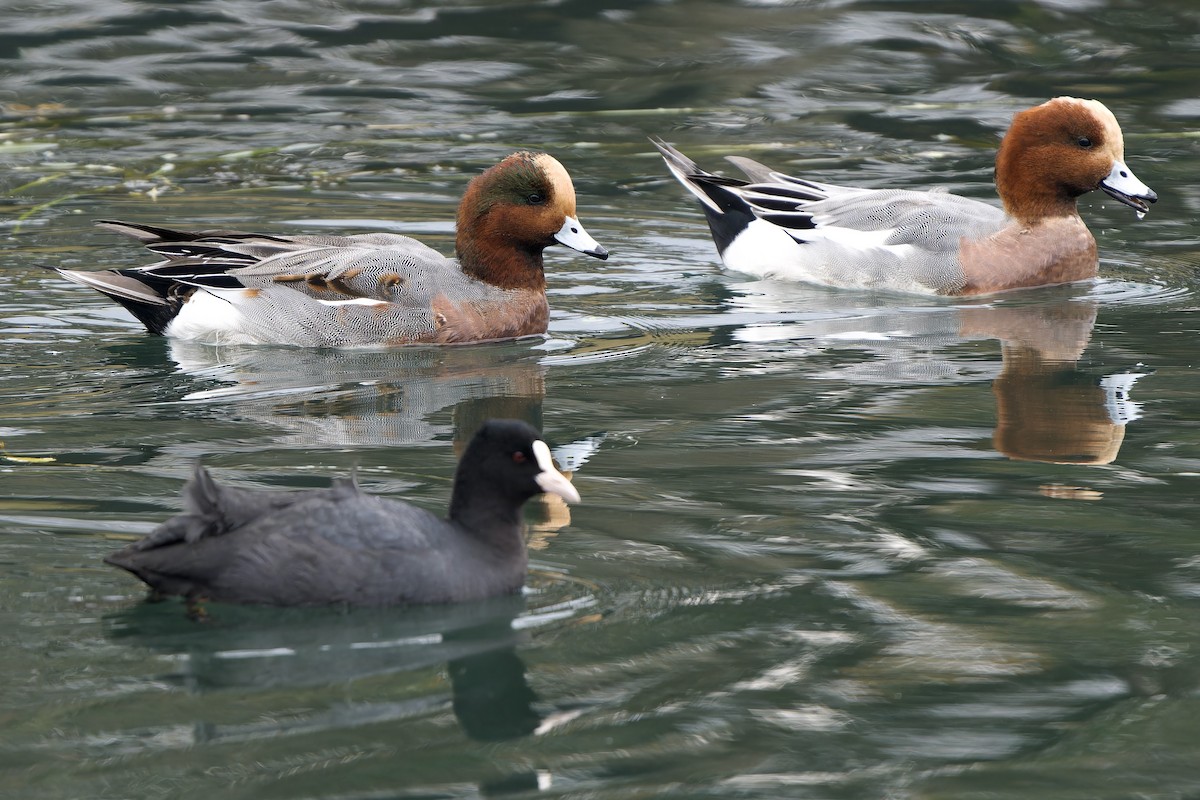 Eurasian x American Wigeon (hybrid) - ML647068096