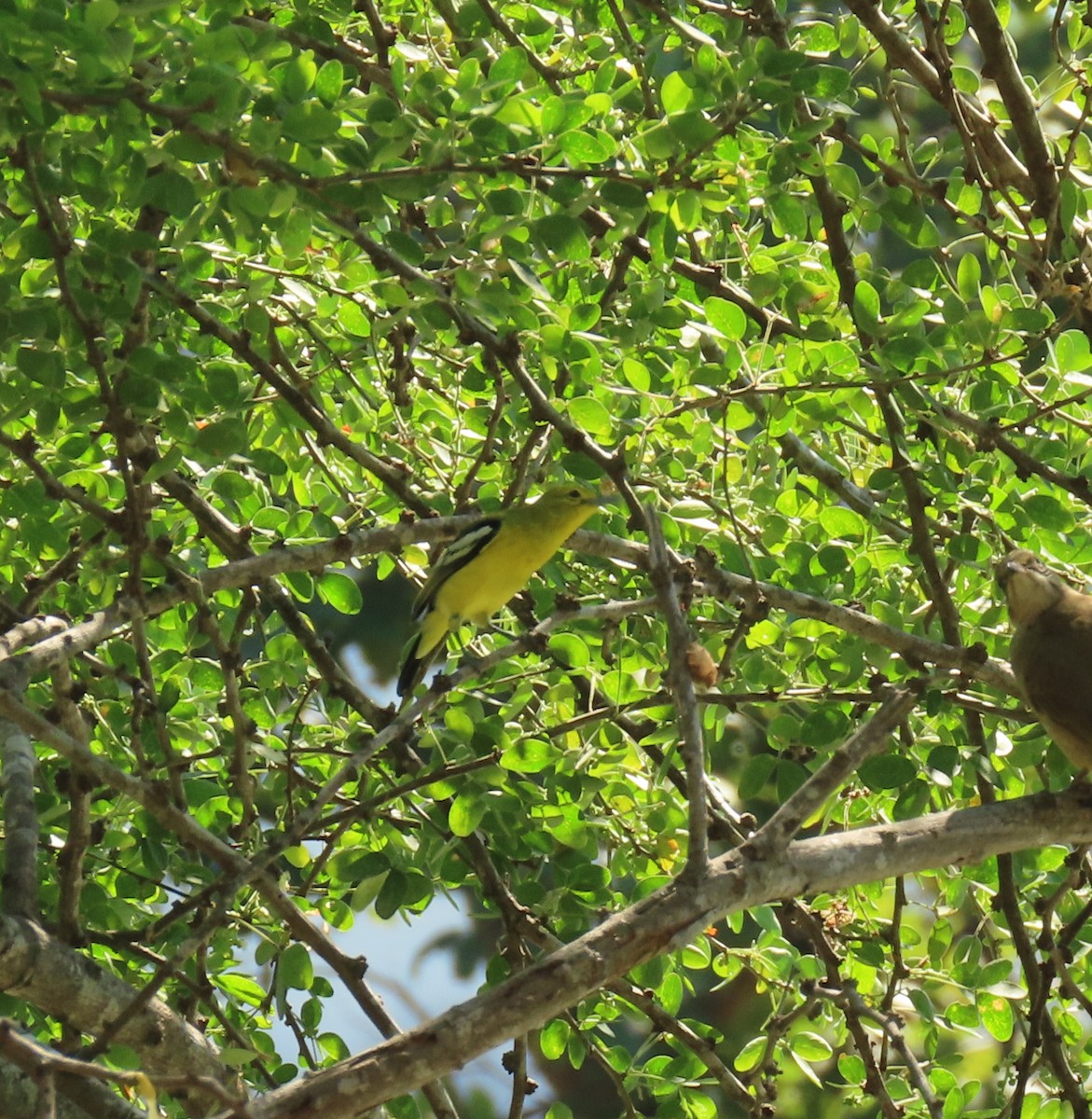 parkløvfugl - ML647068102