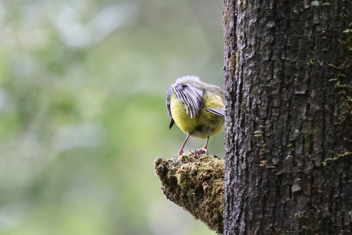 Eastern Yellow Robin - ML647068103