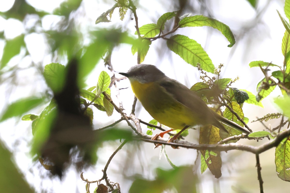 Eastern Yellow Robin - ML647068104