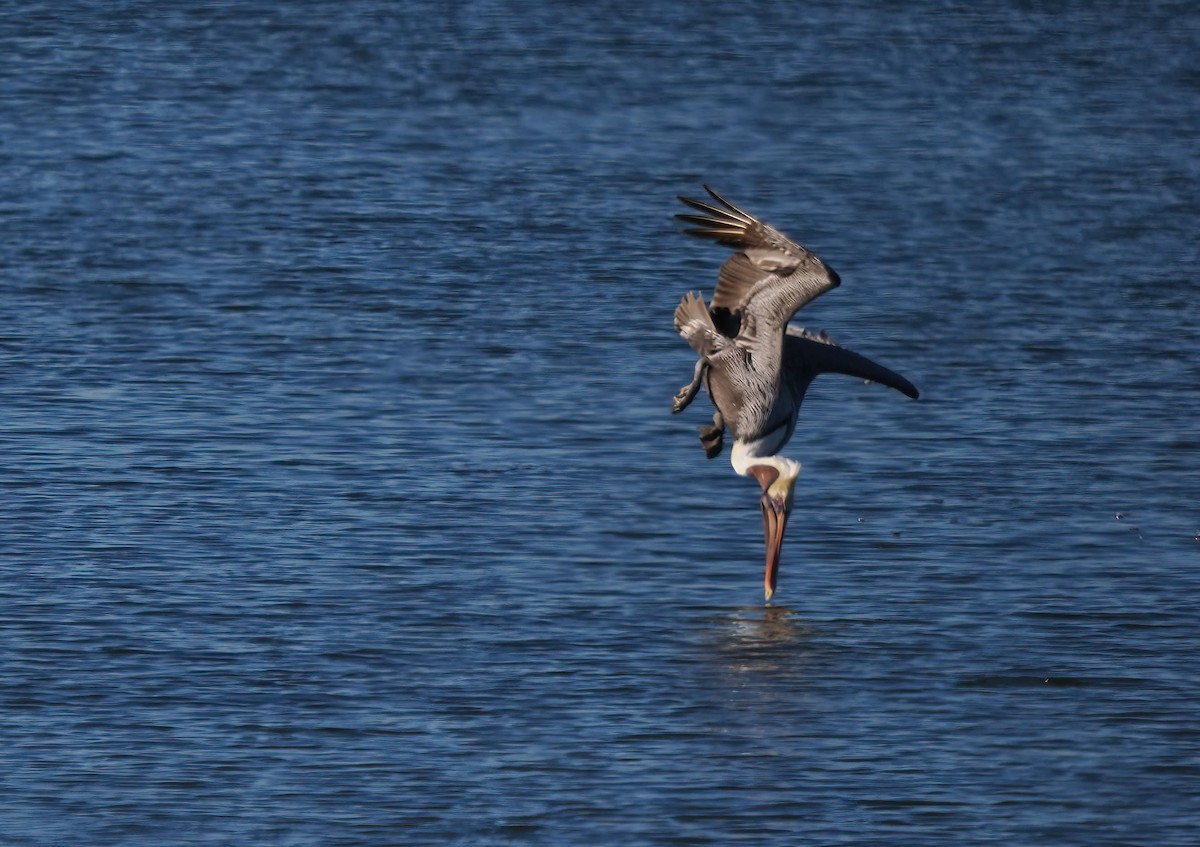 Brown Pelican - ML647068105
