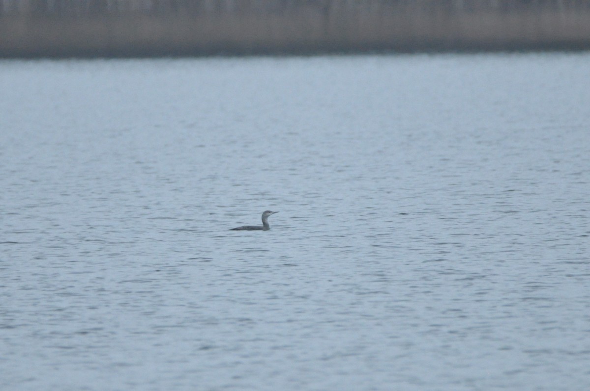 Sterntaucher - ML647068108