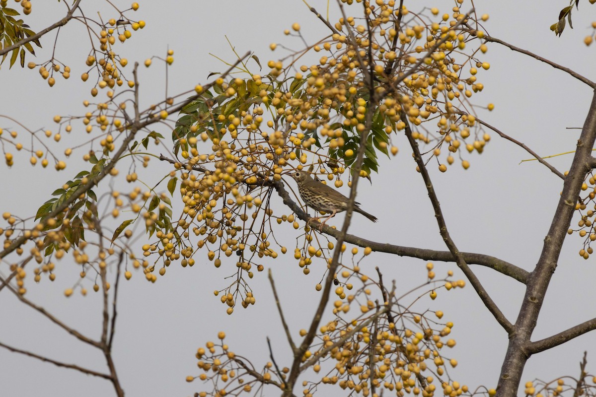 Song Thrush - ML647068109