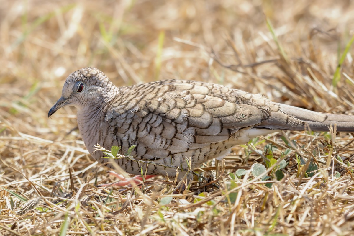 holoubek mexický - ML647068112