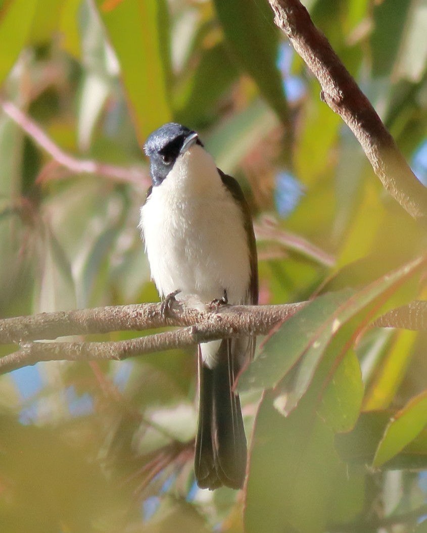 Restless Flycatcher - ML647068114