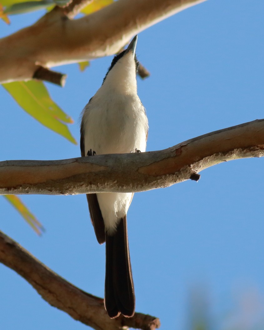 Restless Flycatcher - ML647068115