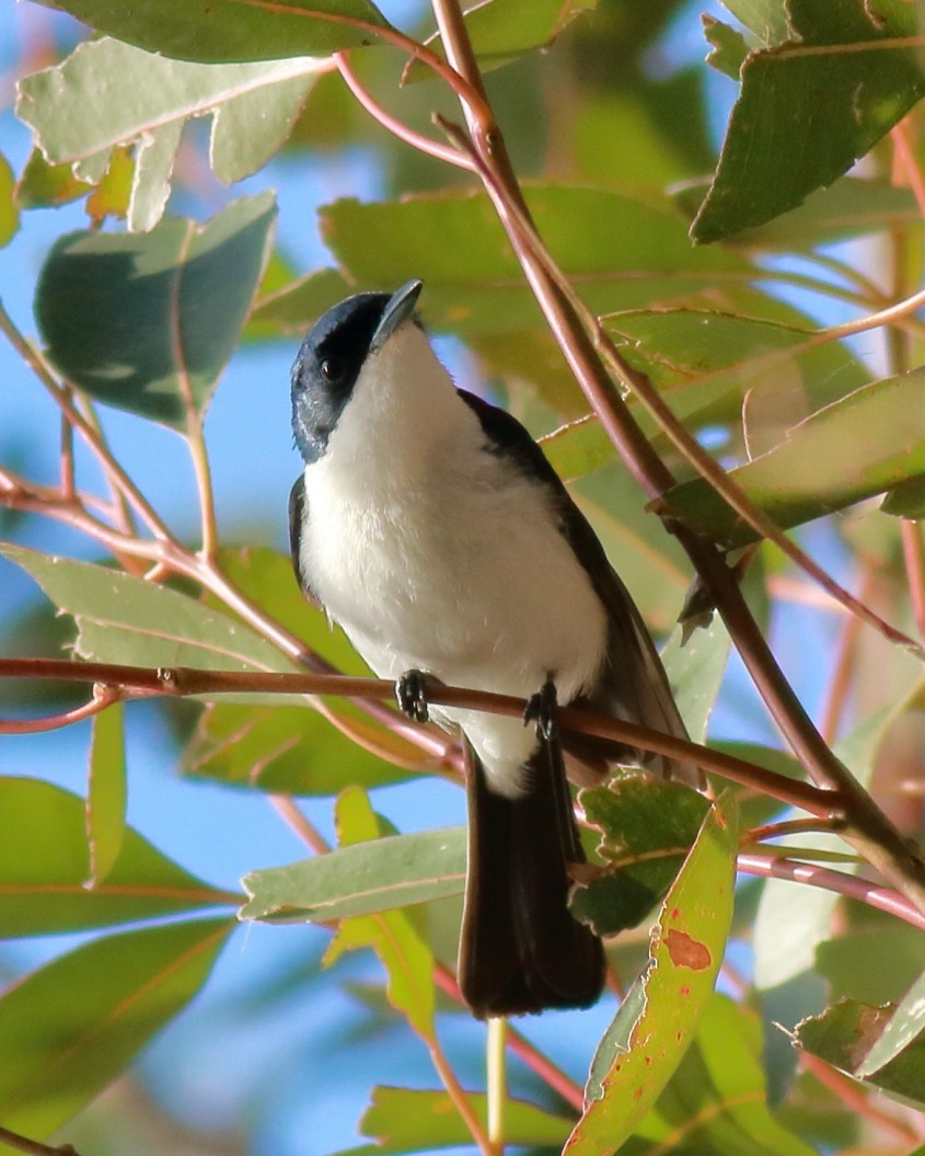 Restless Flycatcher - ML647068116