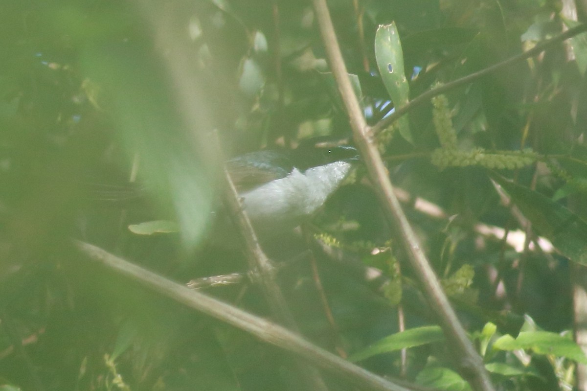 Restless Flycatcher - ML647068117