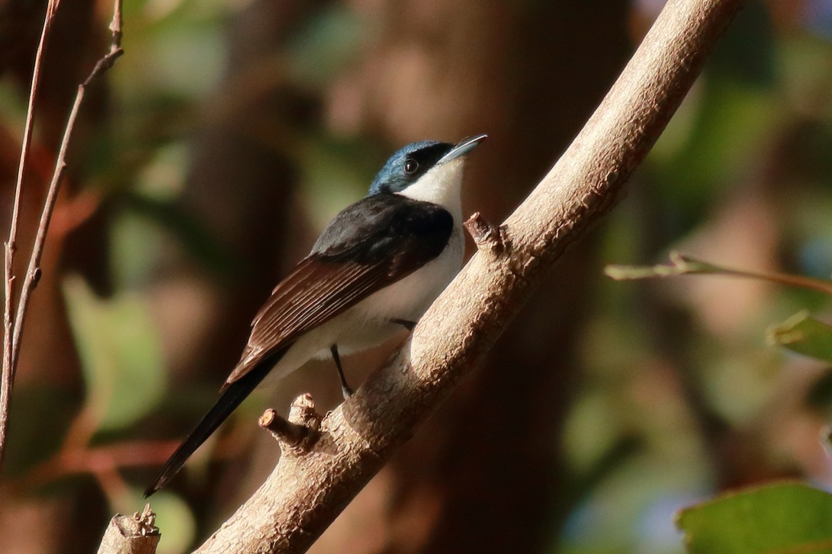 Restless Flycatcher - ML647068118