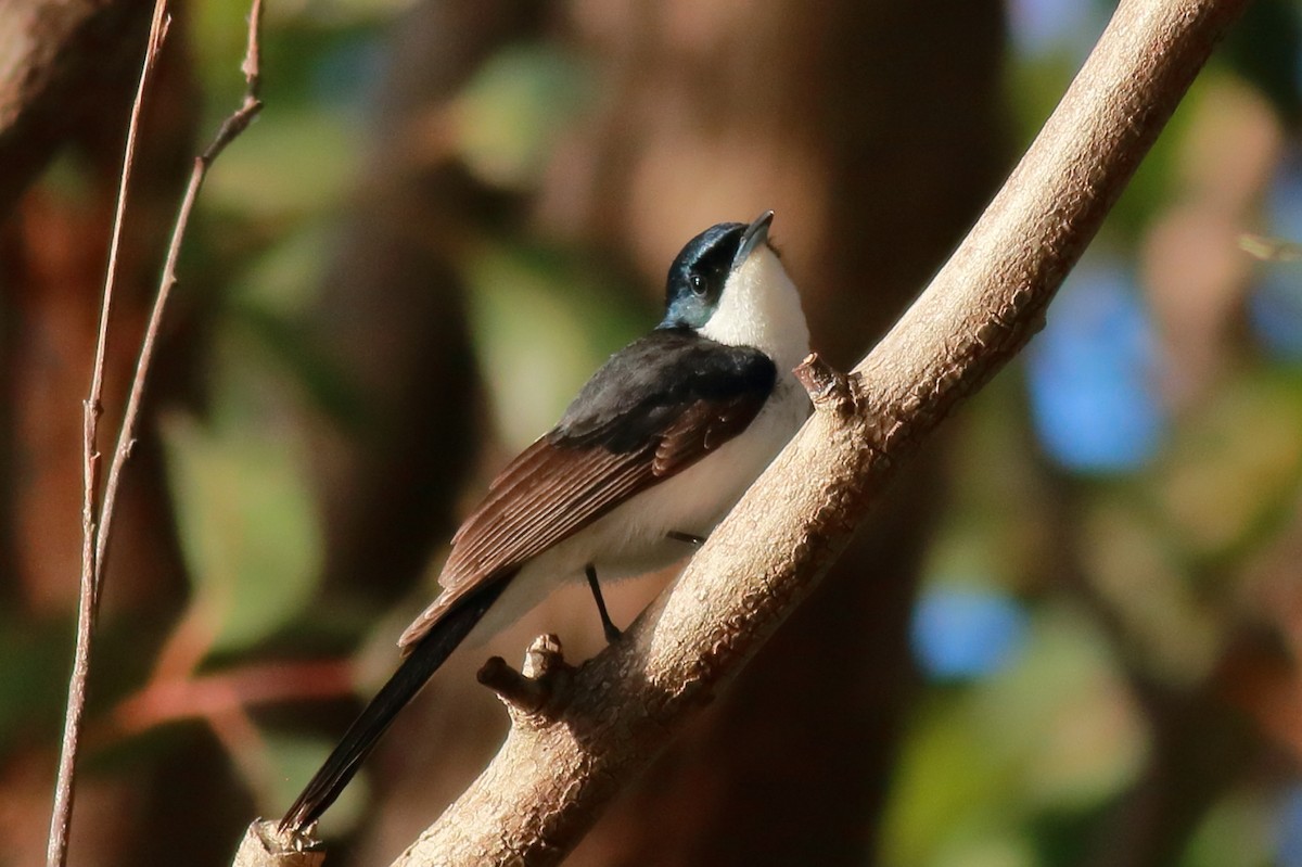 Restless Flycatcher - ML647068119