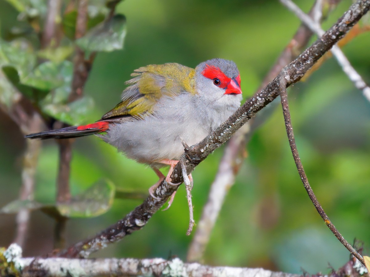 Краснобровая амадина - ML647068143