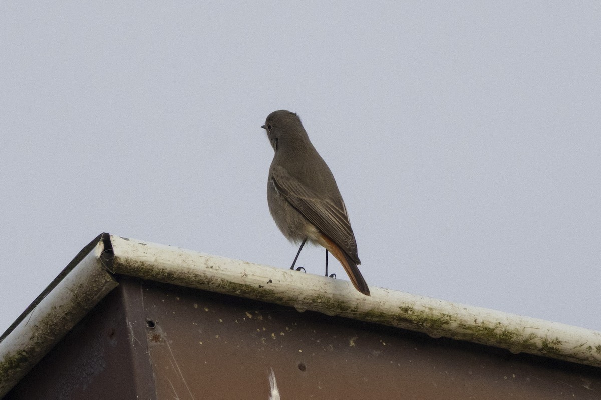 Black Redstart - ML647068144