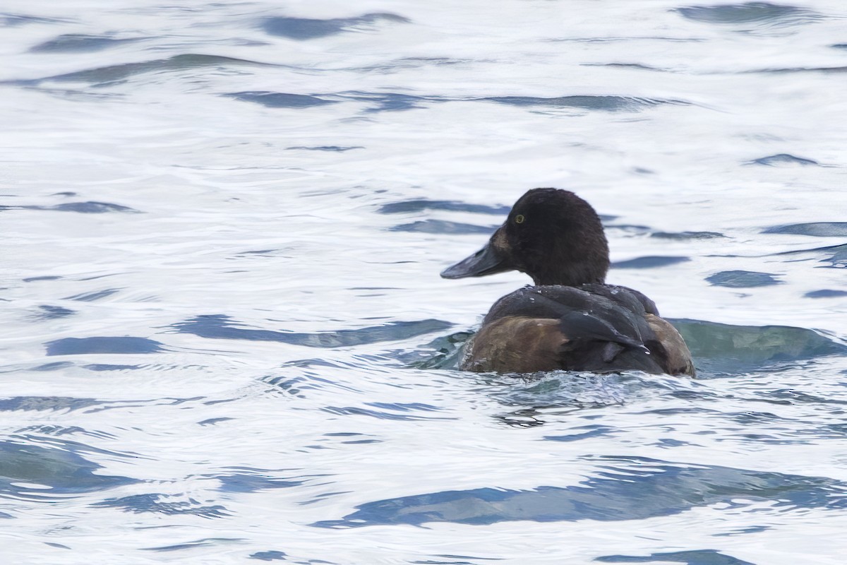 斑背潛鴨 - ML647068147